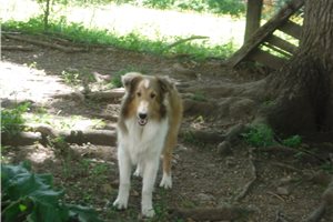 Jessica - Shetland Sheepdog - Sheltie for sale