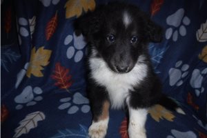 Polo - Shetland Sheepdog for sale