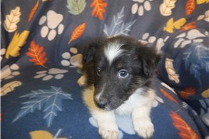 Poppet - Shetland Sheepdog for sale
