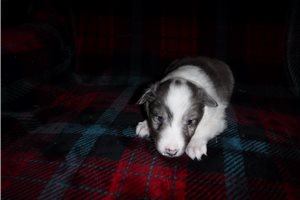 Carter - Shetland Sheepdog for sale