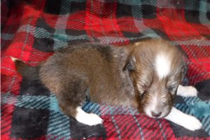 Freya - Shetland Sheepdog - Sheltie for sale