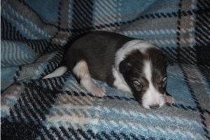 Jeremy - puppy for sale