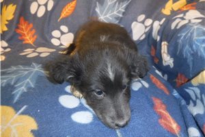 Pomroy - Shetland Sheepdog for sale