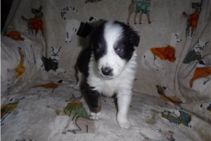 Poppy - puppy for sale