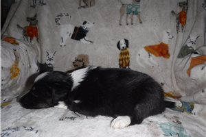 Pluto - puppy for sale