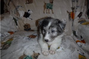 Carmen - Shetland Sheepdog for sale