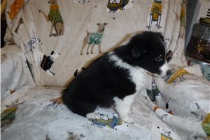 Carson - Shetland Sheepdog for sale