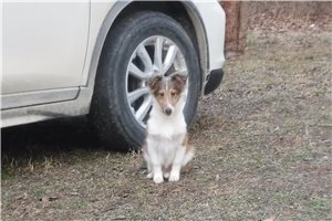 Jaxon - Shetland Sheepdog - Sheltie for sale