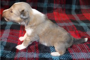 Faith - Shetland Sheepdog - Sheltie for sale