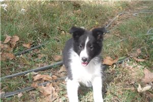 Carson - Shetland Sheepdog - Sheltie for sale