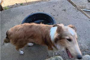 Jessica - Shetland Sheepdog - Sheltie for sale