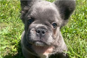 Betty - French Bulldog for sale