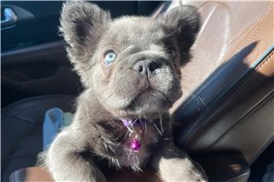 Bethany - puppy for sale