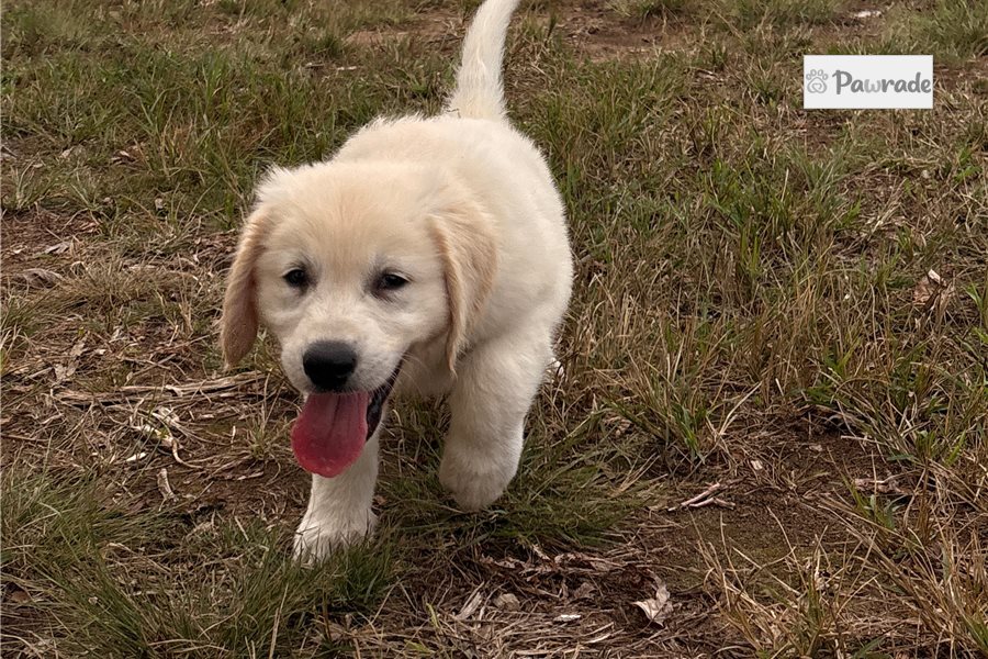 Lamont - Golden Retriever for sale