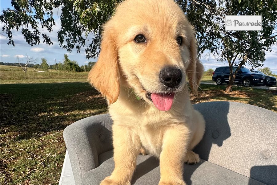 Kurt - Golden Retriever for sale