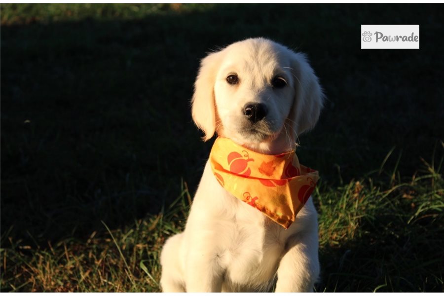 Phillipa - Golden Retriever for sale