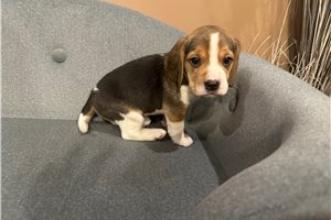 Java - Beagle for sale
