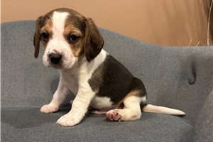 Jase - Beagle for sale