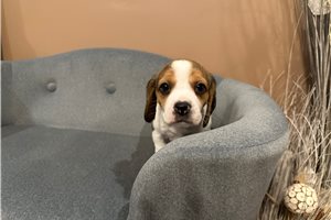 Jasper - Beagle for sale