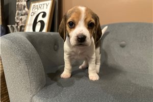 Janet - Beagle for sale