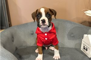 Freddie - Boxer for sale