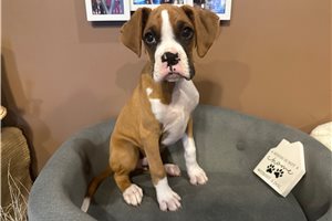 Theodore - puppy for sale