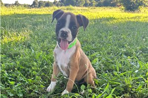 Burger - Boxer for sale