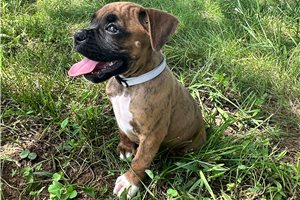 Bugsy - Boxer for sale