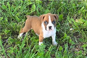 Flicka - puppy for sale