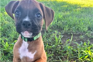 Bueller - Boxer for sale