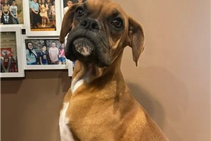 Thomas - Boxer for sale