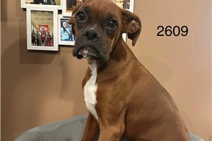 Thiago - Boxer for sale