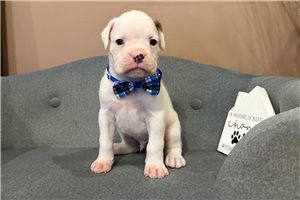 Gus - puppy for sale