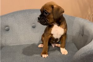 Apache - puppy for sale