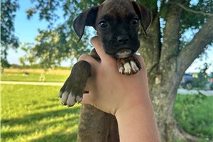 Billy - Boxer for sale