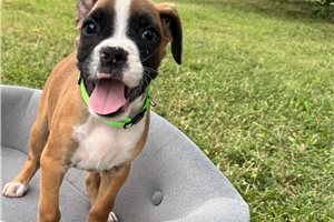 Burger - Boxer for sale