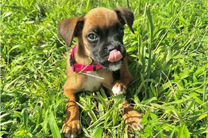 Bess - Boxer for sale