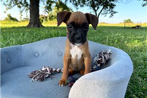 Bess - Boxer for sale