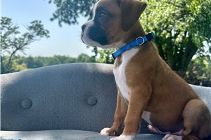 Bowie - Boxer for sale