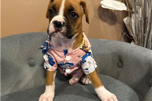 Gerald - Boxer for sale
