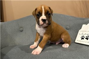 Gerald - Boxer for sale