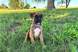 Bugsy - Boxer for sale