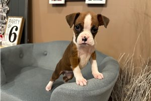 Anise - Boxer for sale