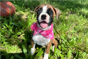 Fawn - Boxer for sale