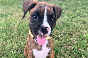 Birdie - Boxer for sale