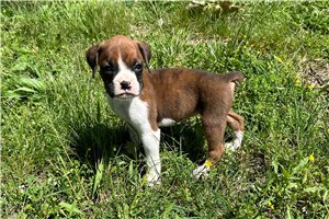 Fern - Boxer for sale