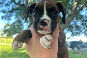 Birdie - Boxer for sale
