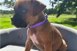 Bailey - Boxer for sale