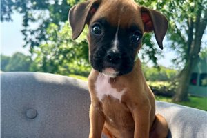 Bueller - Boxer for sale