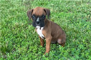Foxy - Boxer for sale